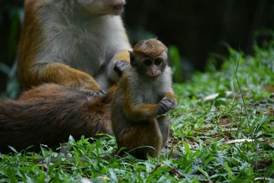 Monkeys on grass