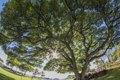 Low angle view of trees against sky