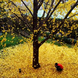 Autumn leaves on tree trunk