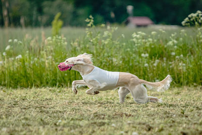 Saluki dog in white shirt running and chasing lure in the field on coursing competition