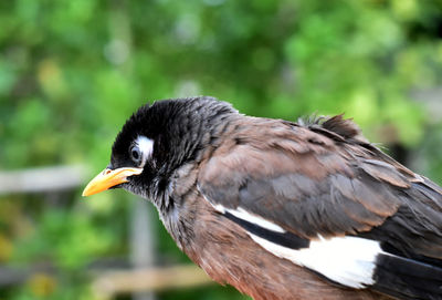 Close-up of a bird