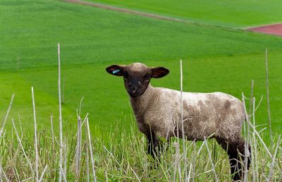 Sheep grazing on grassy field