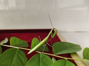 Close-up of insect on plant