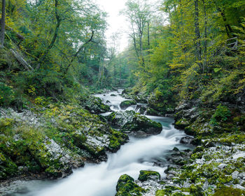 Stream flowing amidst trees in forest