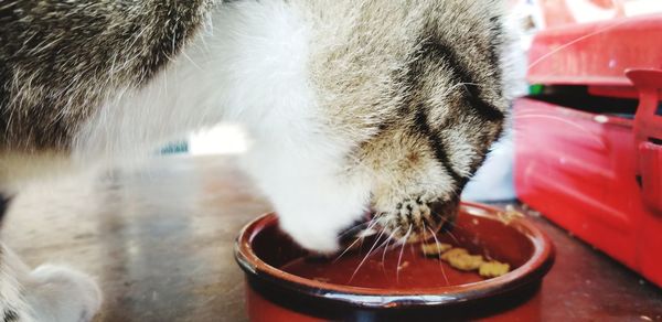 Close-up of a cat drinking water