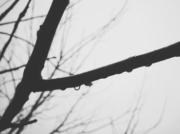 Close-up of silhouette branches against sky