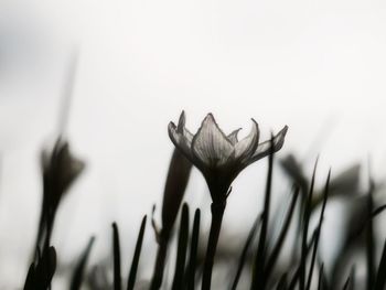 Close-up of flowers