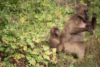 Gelada monkey baby stuck behind his mother in simien mountains in ethiopia