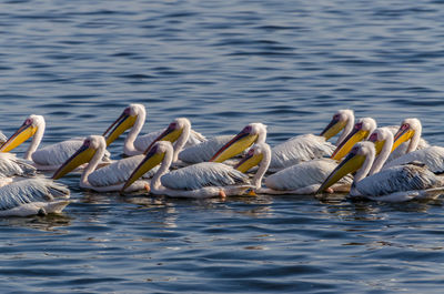 Ducks swimming in lake