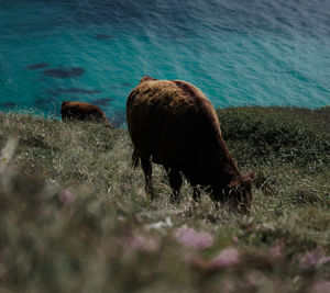 Sheep in water