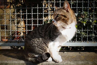 Close-up of a cat looking away