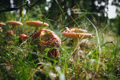 Close-up of mushrooms growing on land