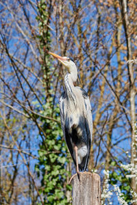 Low angle view of bird perching on wooden post