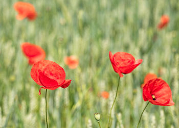 Close-up of red poppy flowers on field