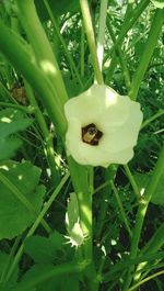 Close-up of white flowers