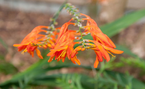 Close-up of orange flowering plant