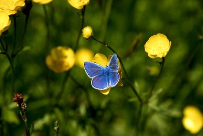 Close-up of butterfly pollinating on purple flower