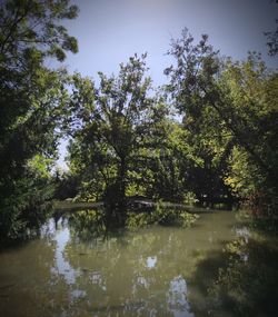 Scenic view of lake in forest against sky