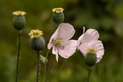 Close-up of flowers blooming outdoors