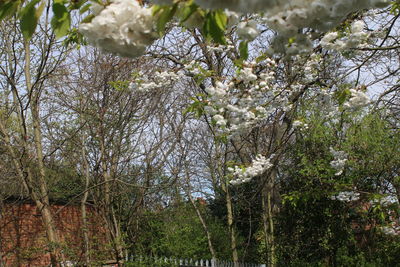 Plants growing on a tree