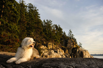 Dog sitting on rock against sky