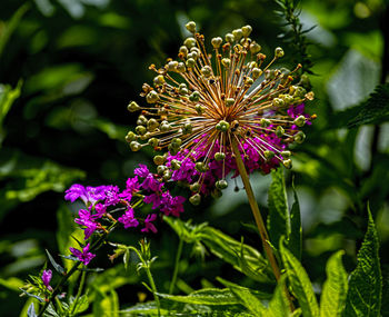 Summer flowers