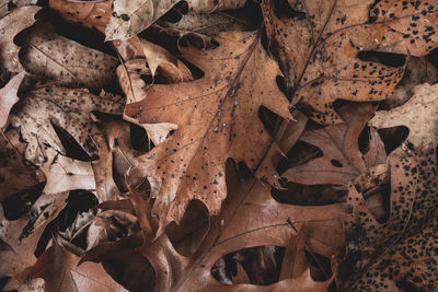 Full frame shot of dried autumn leaves