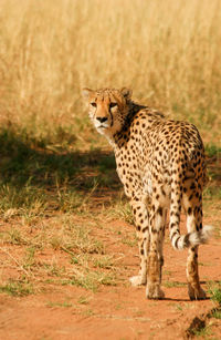 Cheetah in masai mara national reserve
