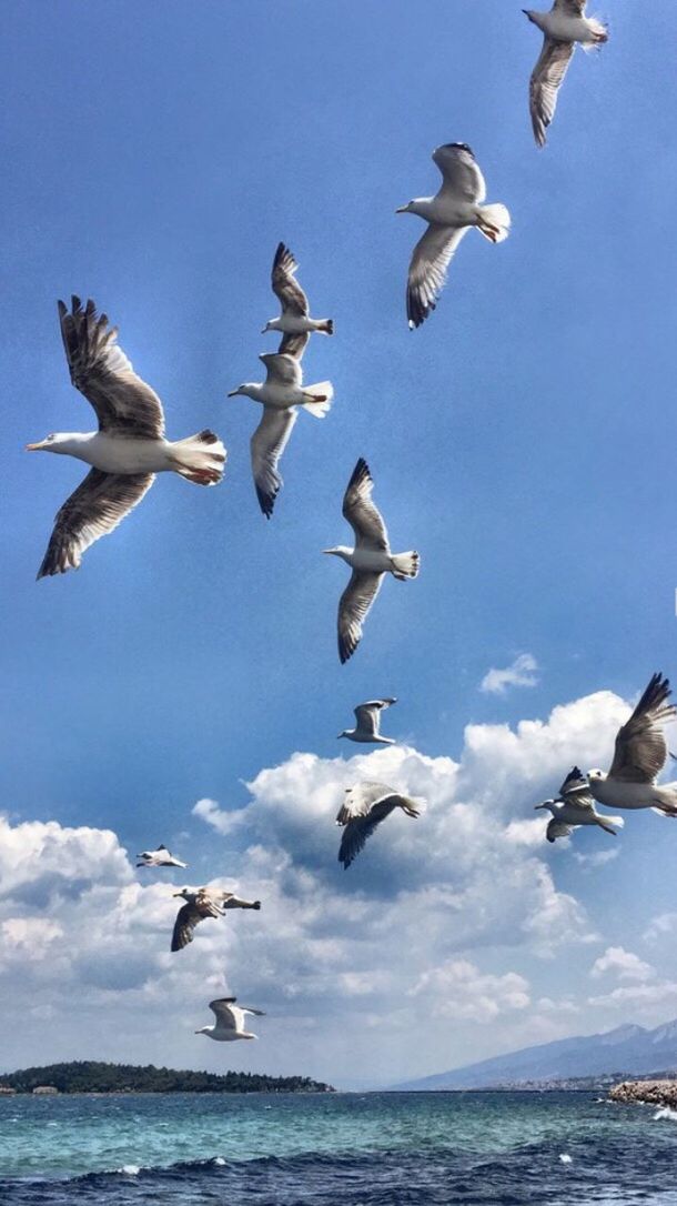 flying, animal themes, animals in the wild, spread wings, sea, bird, nature, mid-air, large group of animals, water, animal wildlife, seagull, day, sky, flock of birds, beauty in nature, no people, horizon over water, outdoors, motion, scenics