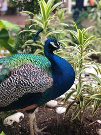 Close-up of a peacock