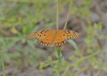 Close-up of butterfly perching on plant