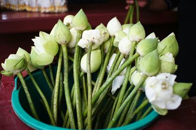 Close-up of flowers