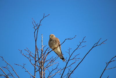 Low angle view of eagle perching on tree