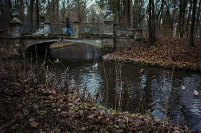 Arch bridge over river in forest