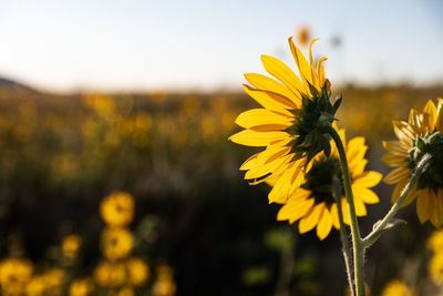 Close-up of yellow flowering plant on field