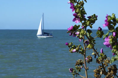 Sailboat sailing on sea against sky