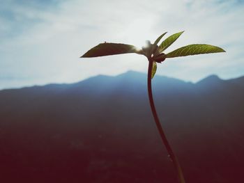 Close-up of flowering plant against sky
