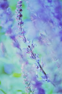 Close-up of purple flowers on tree