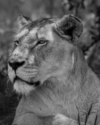 Close-up of lioness