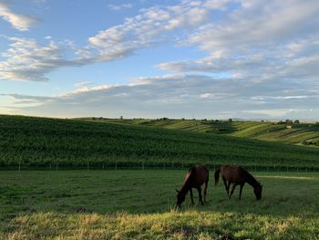 Horses in a field