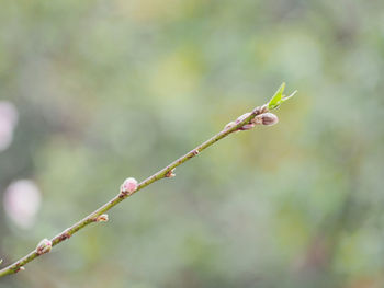 Close-up of buds on plant