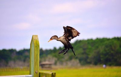 Bird flying over wooden post on field against sky
