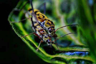 Close-up of insect on plant