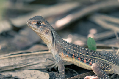 Close-up of lizard