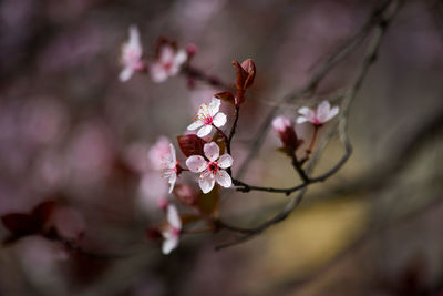 Close-up of pink cherry blossoms in spring