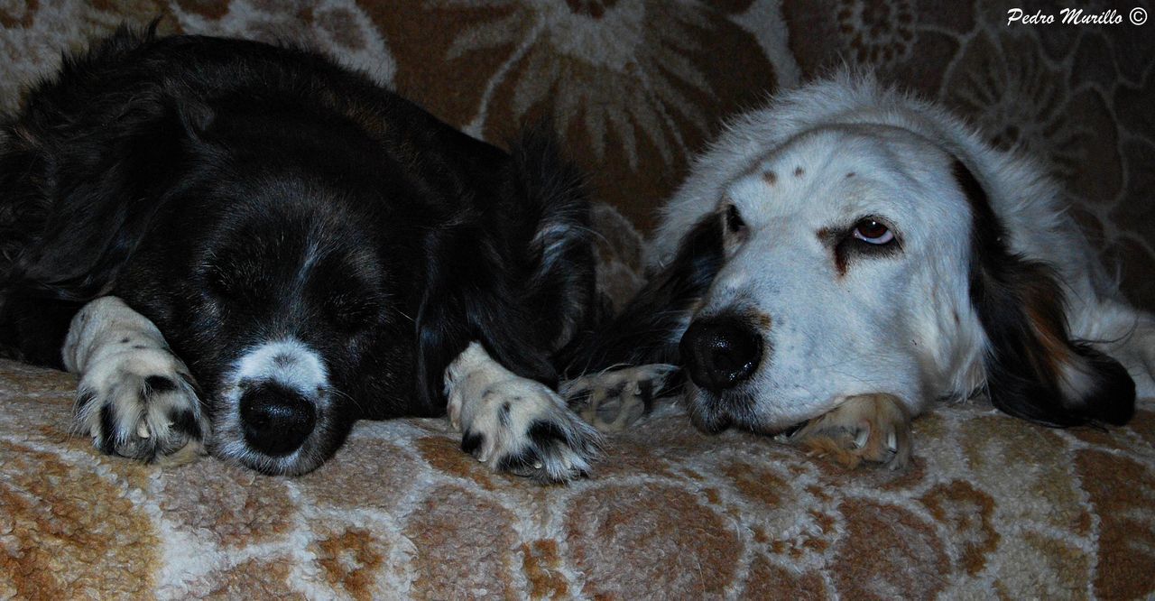 animal themes, mammal, no people, domestic animals, close-up, portrait, pets, indoors, dog, day