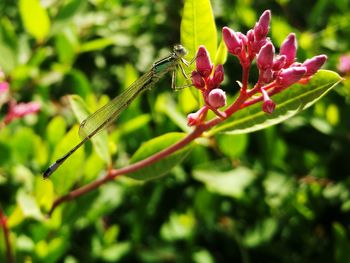 Close-up of insect on plant