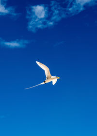 Low angle view of bird flying against sky