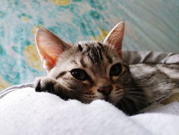 Close-up portrait of cat