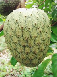 Close-up of fruit on tree